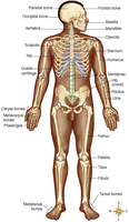 Labeled diagram of the human skeleton