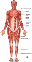 Labeled diagram of the muscular system
