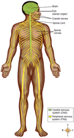 Labeled diagram of the nervous system