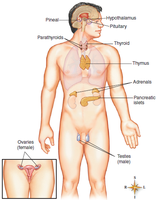 Labeled diagram of the endocrine system