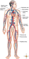 Labeled diagram of the cardiovascular system