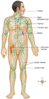 Labeled diagram of the lymphatic and immune systems