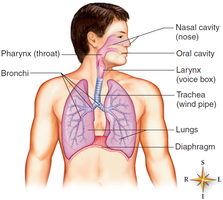 Labeled diagram of the respiratory system
