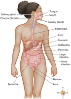 Labeled diagram of the digestive system