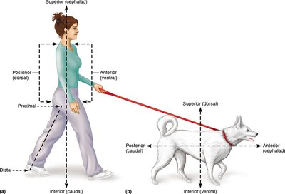 Directional terms in human and dog