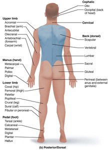 Posterior regional terms