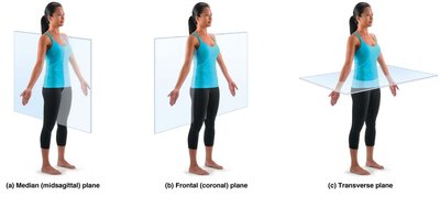 Body planes: median, frontal, transverse