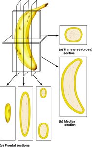 Banana cut in different planes