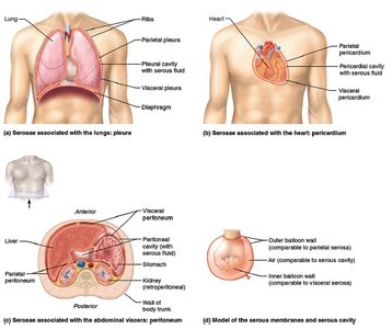 Serous membranes of the ventral body cavity