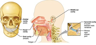 Other body cavities: oral, nasal, orbital, middle ear, synovial
