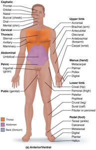 Anterior regional terms