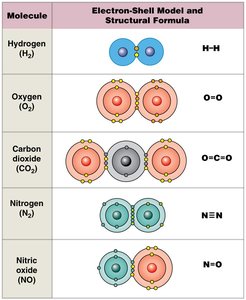 Covalent bonds in common molecules