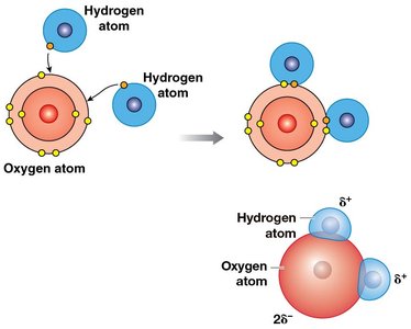 Polar covalent bonds in water