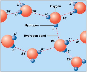 Hydrogen bonds between water molecules