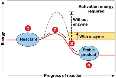 Enzymes lower activation energy