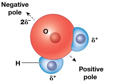 Water molecule showing polarity