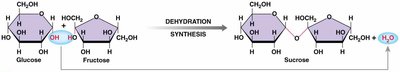 Dehydration synthesis of sucrose