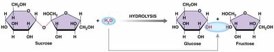 Hydrolysis of sucrose
