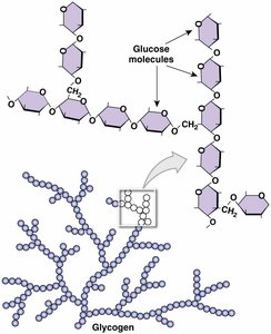 Structure of glycogen