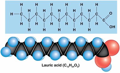 Lauric acid structure