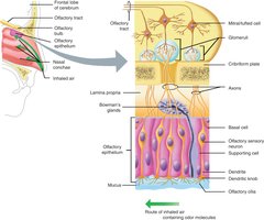 Anatomy of olfaction and olfactory epithelium