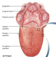 Surface anatomy of the tongue showing papillae
