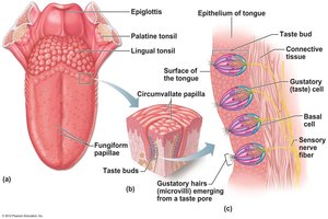 Structure of taste buds and papillae on the tongue