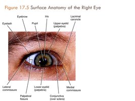 Surface anatomy of the right eye