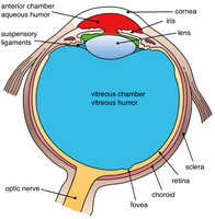 Internal structure of the eyeball