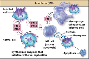 Interferon (IFN) action against viral infection