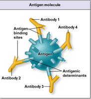 Antigen molecule with antigenic determinants