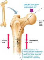 Bone anatomy and bending stress