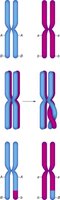 Crossing over mixes up paternal and maternal alleles