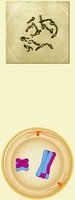 Prophase I of meiosis