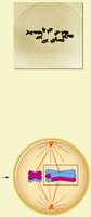 Metaphase I of meiosis