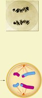 Anaphase I of meiosis