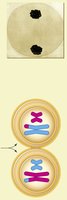 Telophase I of meiosis