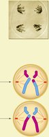 Anaphase II of meiosis