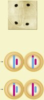 Telophase II of meiosis