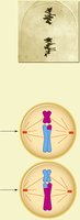 Metaphase II of meiosis