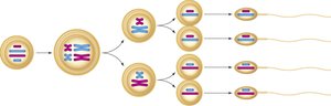 Spermatogenesis: male germ cell
