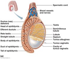Histology of the seminiferous tubules and interstitial cells