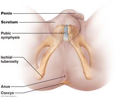 Anatomy of the male perineum