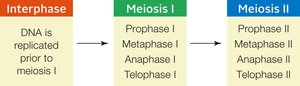 Summary of steps in meiosis