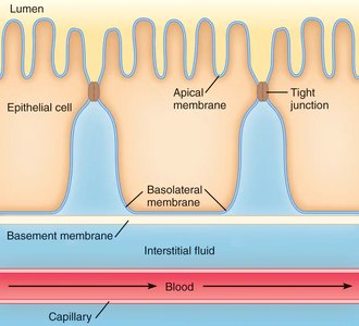 General structure of an epithelium