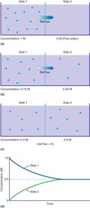 Changes in net flux as concentration gradient changes