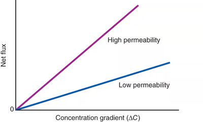 Effect of permeability on net flux