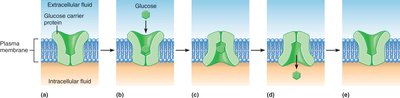 Transport of glucose by a carrier protein