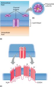 Membrane channels structure