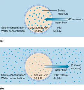 Osmosis: water movement into and out of cells